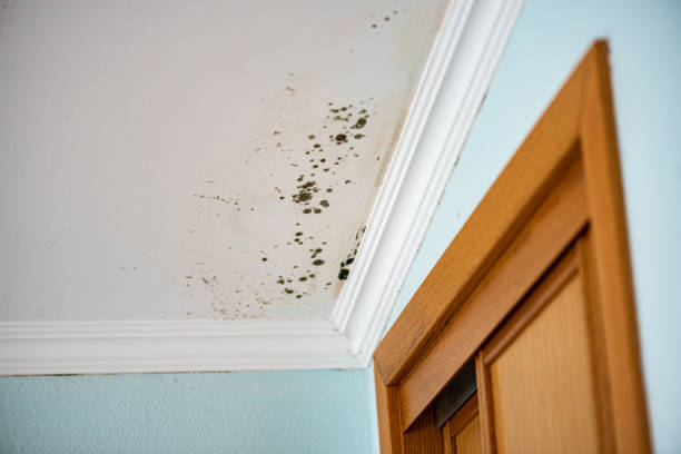 Best Localized Mold Remediation (e.g., coastal areas, humid climates) in Kings Mountain, NC